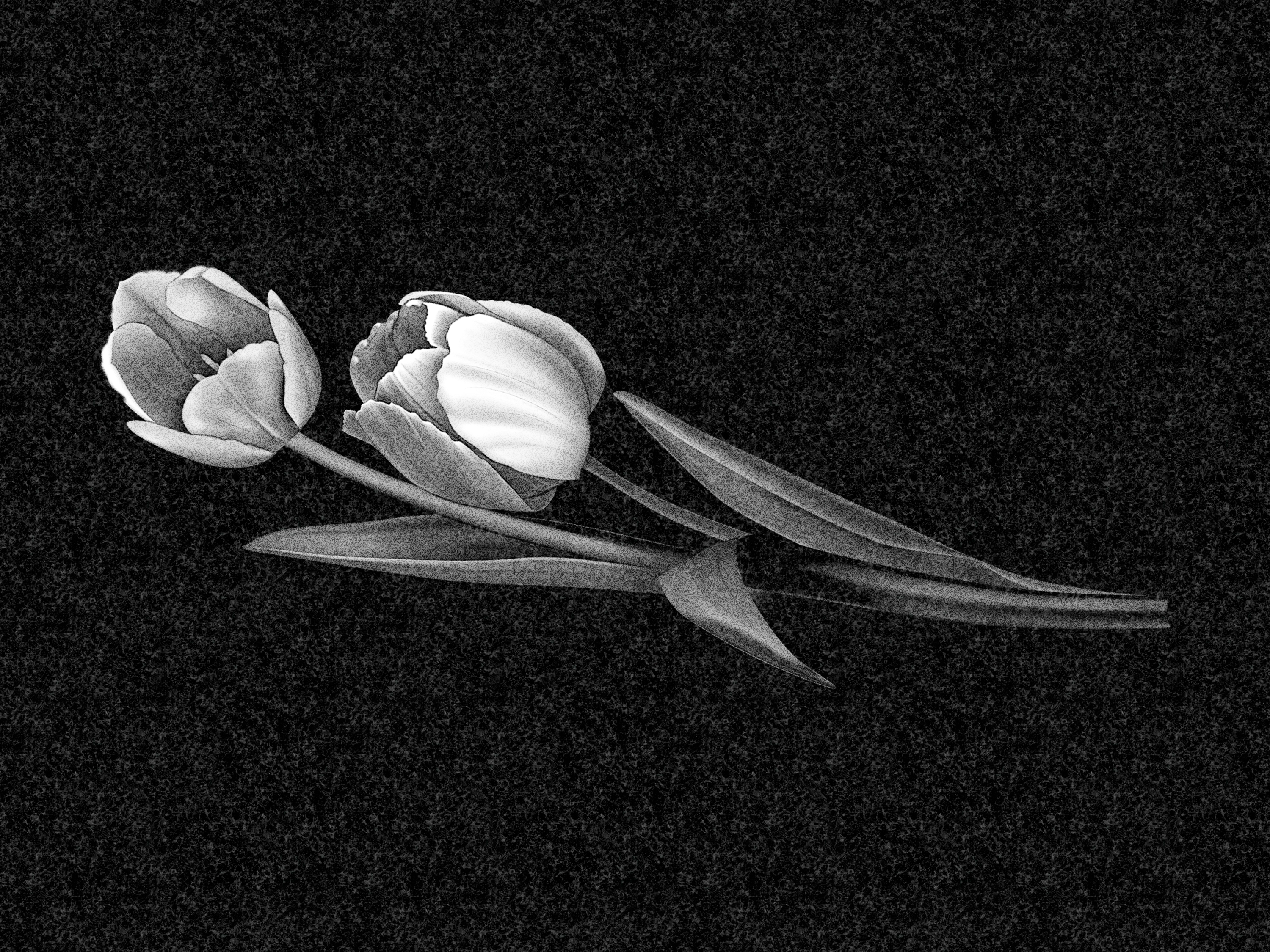 Цветы | Рисунок два тюльпана, ЦВ-025